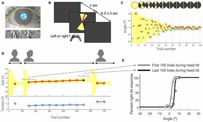 Upright Perception and Ocular Torsion Change Independently during Head Tilt